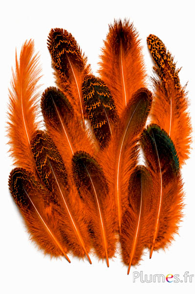 Pauw blauw - 8-20 cm - oranje-bruin